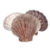 Lion's Paw Scallop Shell