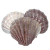 Lion's Paw Scallop Shell