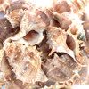 Bursa Craft Shell