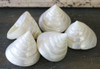 Pearl Trochus Seashells 2-2.5"