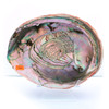 Collector - California Red Abalone Shell #1