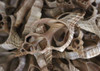 Sliced Fox Shells