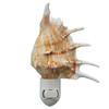 Lambis Shell Nigh Light On