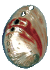 Polished Red Abalone Shell