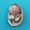 Abalone Collage Magnet