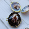 Limpet Shell Coin Purse