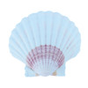 Colorful White Irish Scallop Seashell