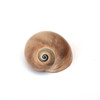 Shark Eye Moon Shell