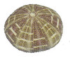 Alfonso or Calico Sea Urchin