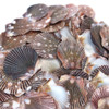 Brown Flat Shells