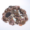 Craft Seashells