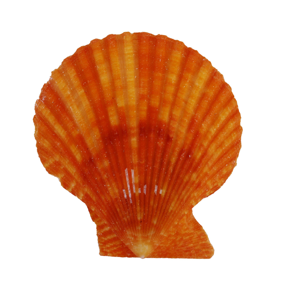 Pectin & Scallop Seashells - Shell Craft Supplies - California Seashell Co