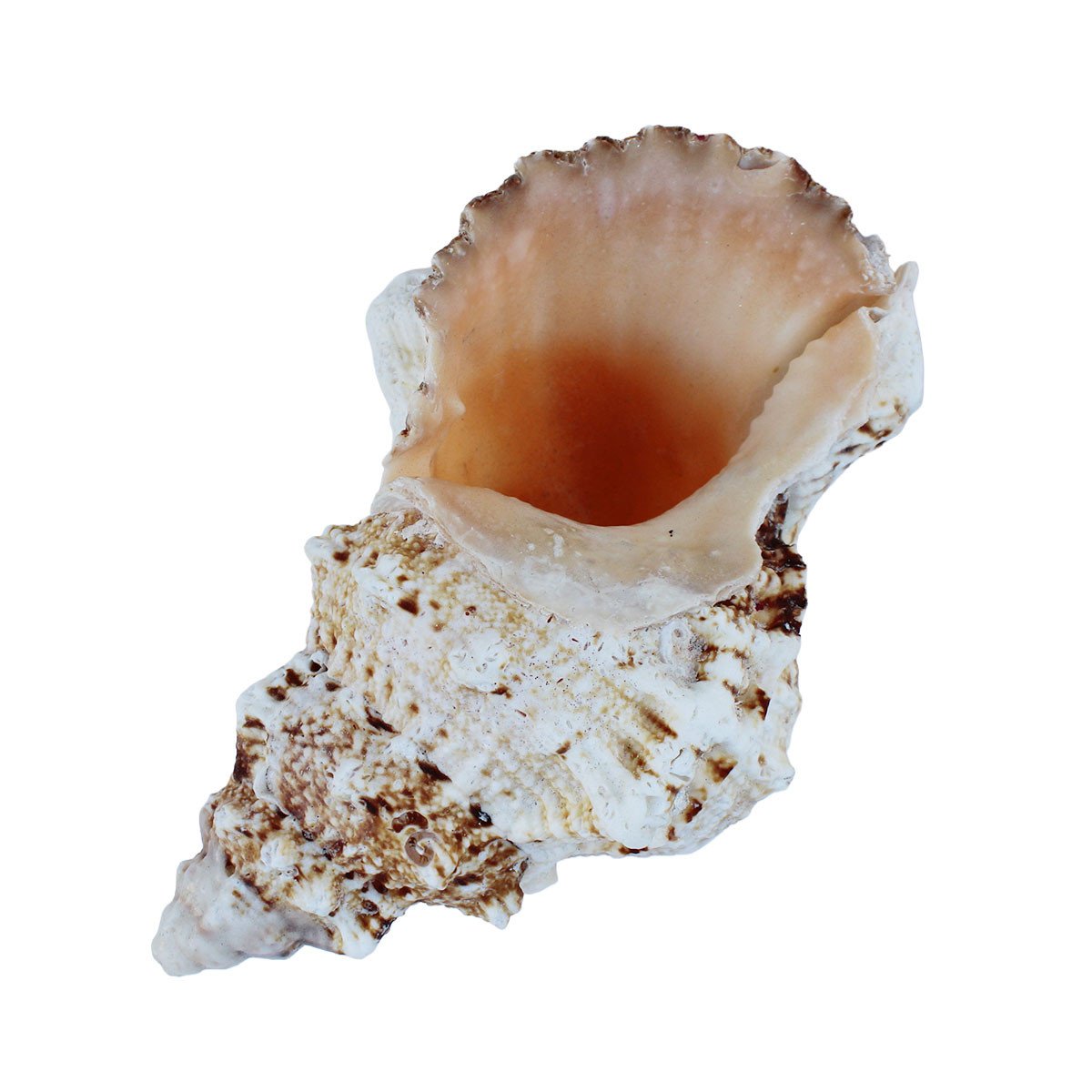 Large Decorative Seashells for Sale - The California Seashell Company