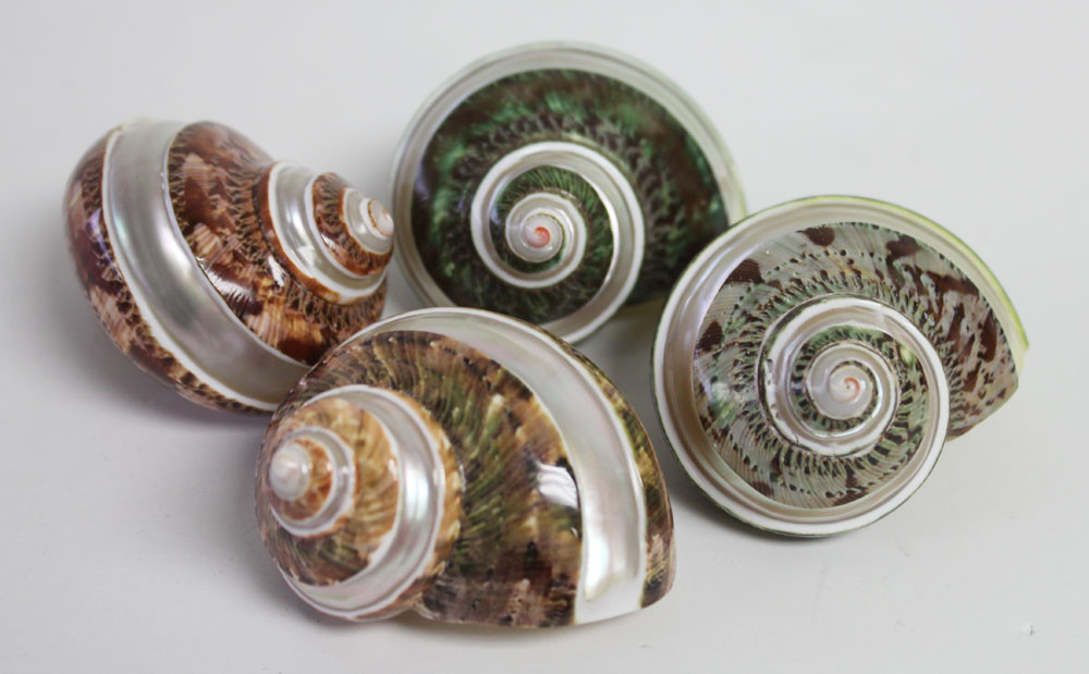 Turban Shells - Turbo Seashells - Decorative Shells - California ...