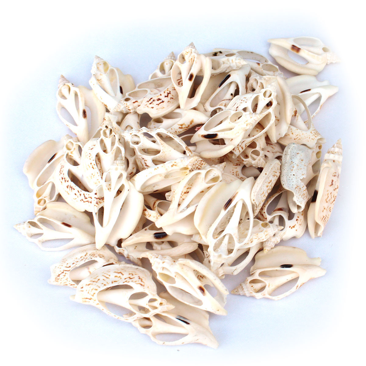 Strombus Mirabilis Seashell 100 Pieces - Bulk Craft Seashells