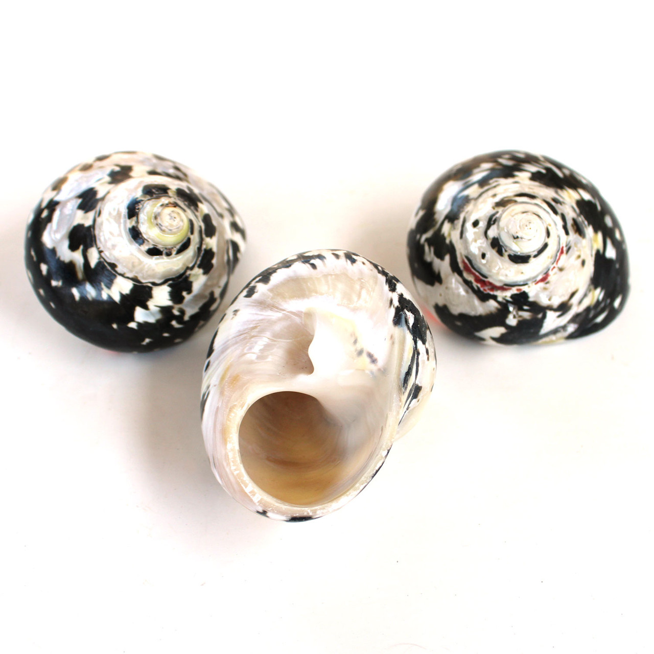 Magpie Shells Magpie Turbo Seashells - Craft Shells - California Seashell Company