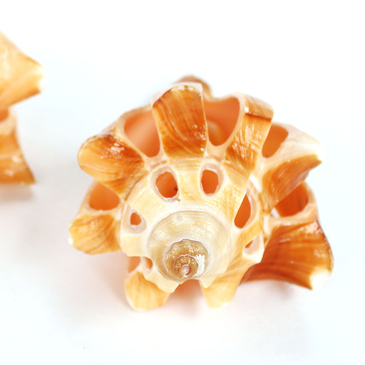 Shells Vole Cut Vole Shell - Melon Shells - California Seashell Company