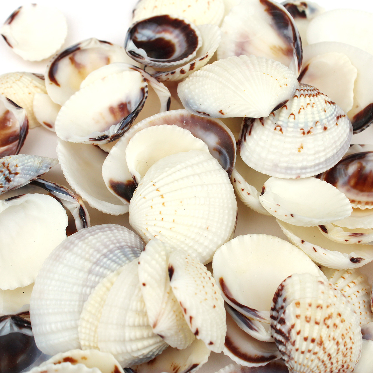Small Calm Shell Small White & Purple Tipped Clam Seashells - Bulk Craft Shells ...
