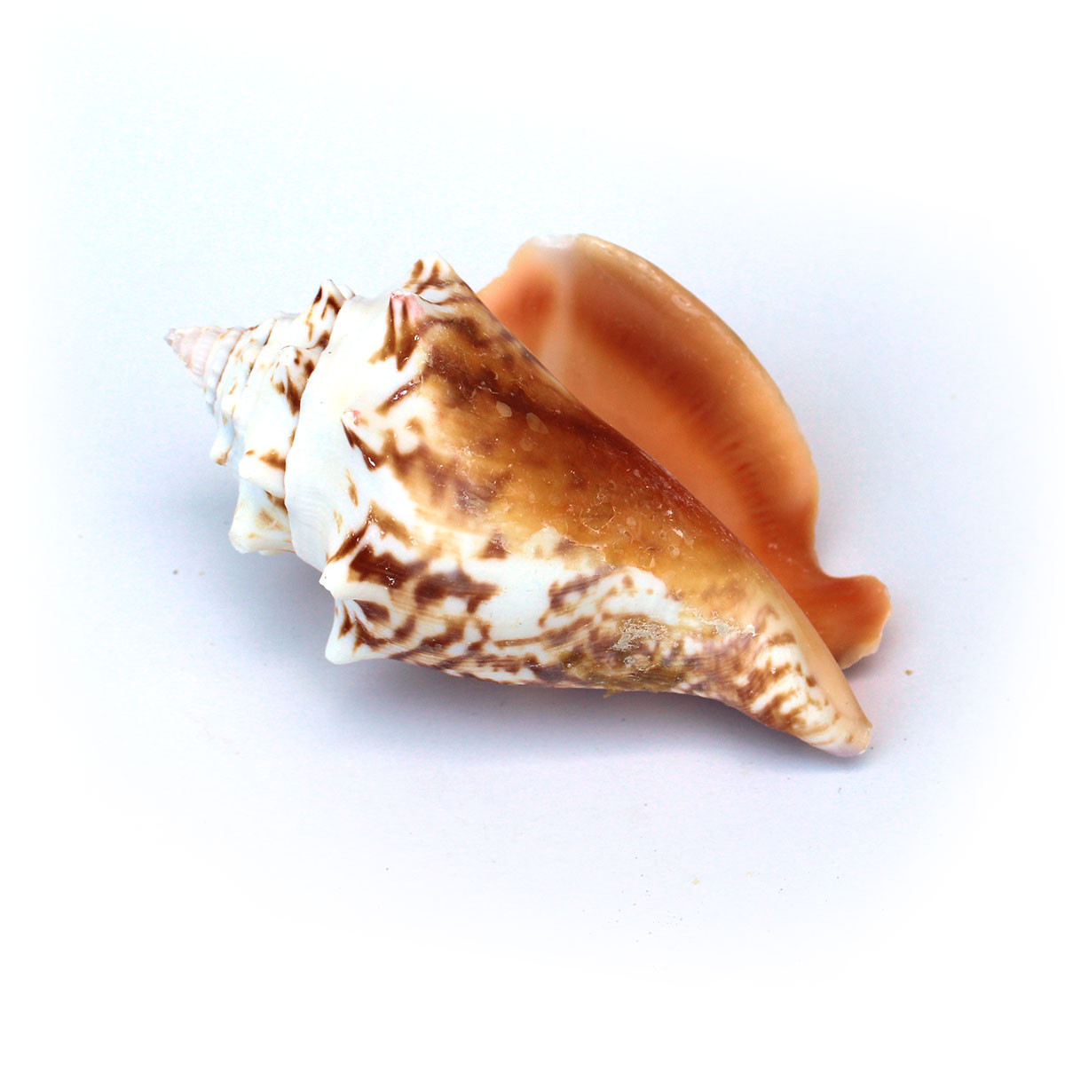 Conch shells Conch shell コンク シェル 貝殻置物 クイーンコンク