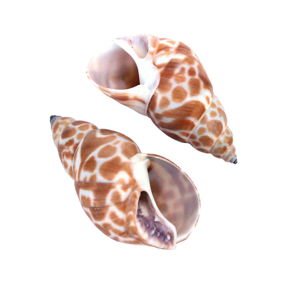 Babylonia Zeylandica Shell - Bulk Seashells - Craft Shells