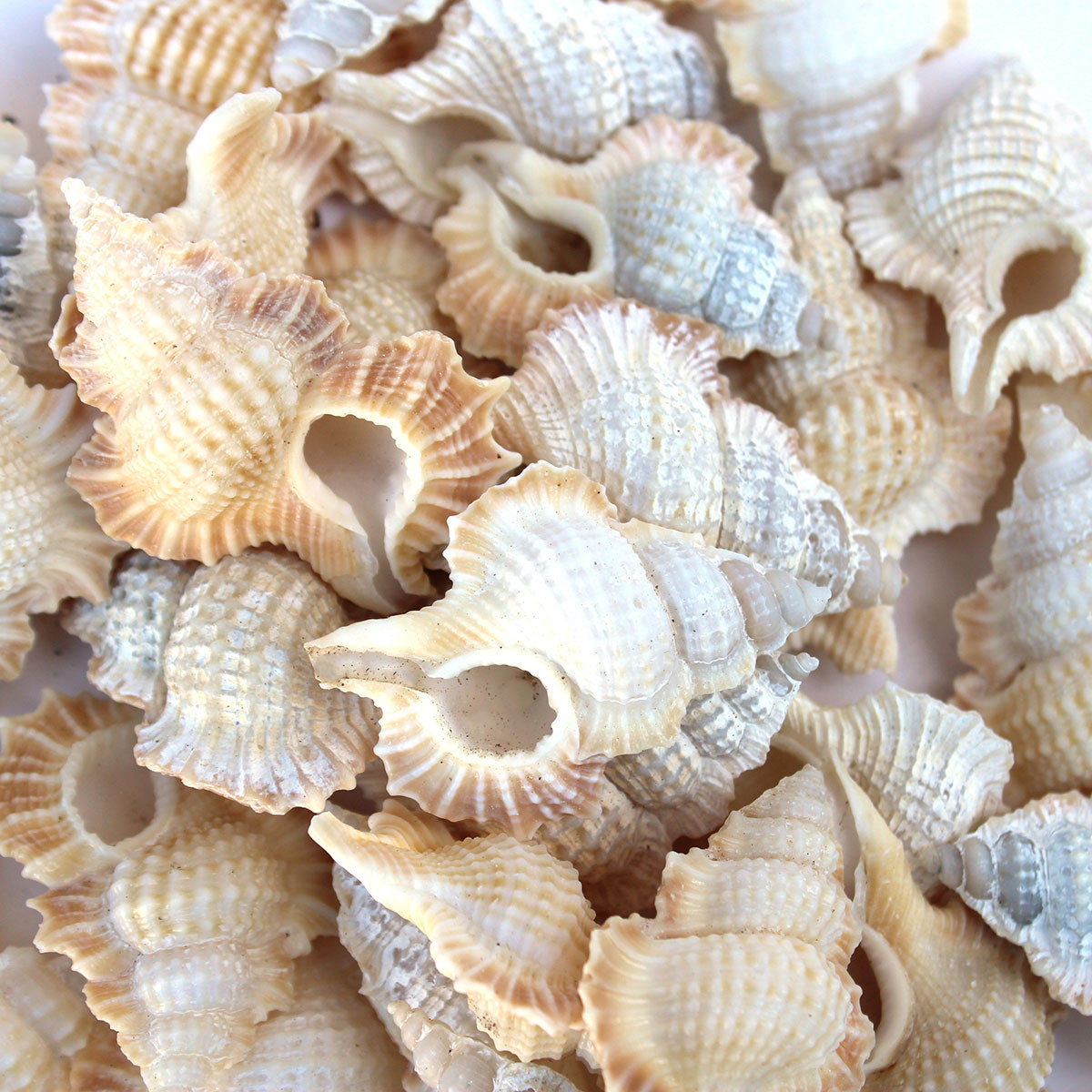 Maple Leaf Murex Shell - Maple Leaf Triton - Bulk Craft Shells