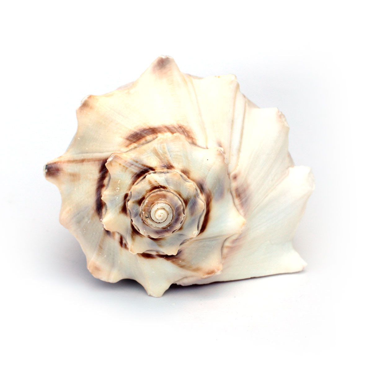 Atlantic Whelk Seashell - Medium to Large Shells - California