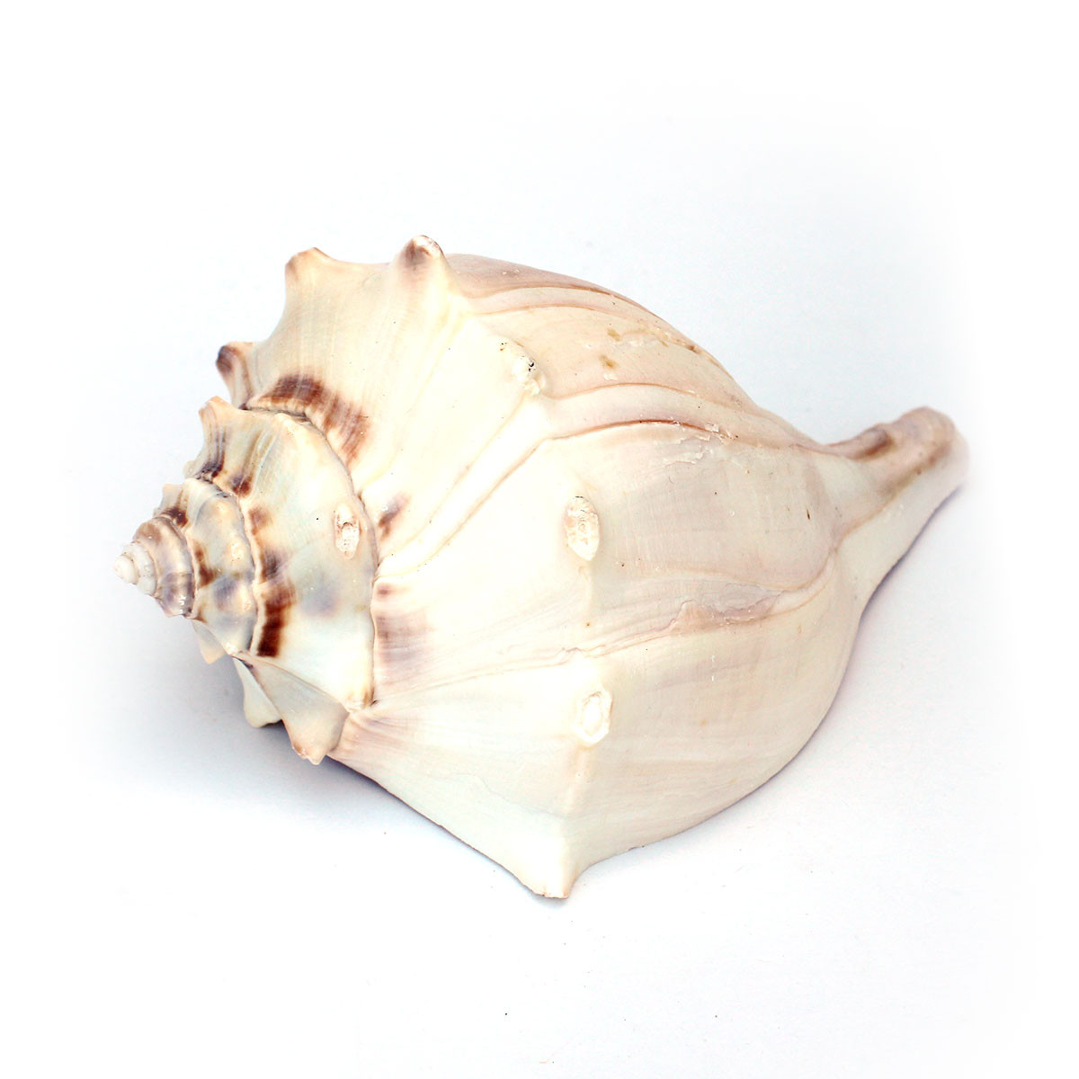 Atlantic Whelk Seashell - Medium to Large Shells - California