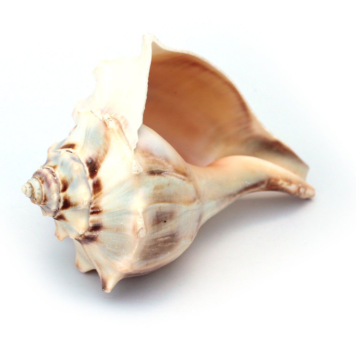 Atlantic Whelk Seashell - Medium to Large Shells - California
