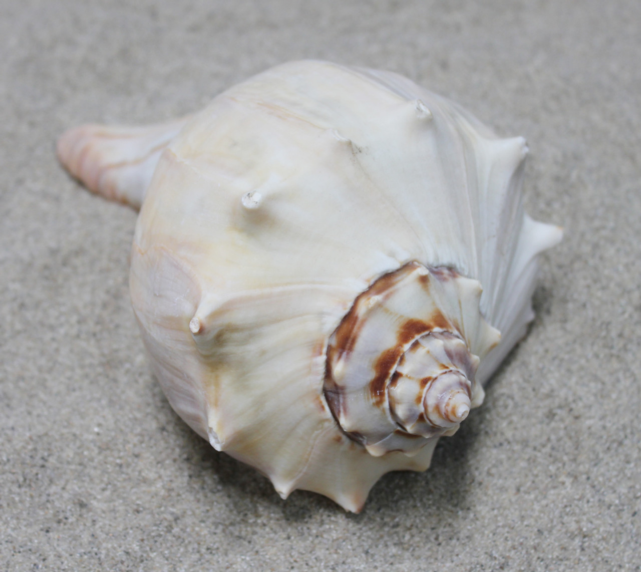 Atlantic Whelk Seashell - Medium to Large Shells