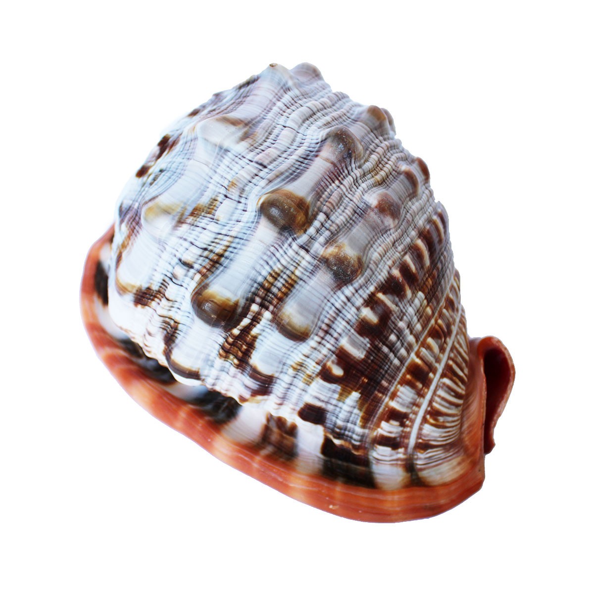 Cameo Seashells - Red Helmet Shell - California Seashell Company