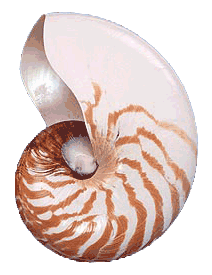 Natural Nautilus Seashells Nautiloid Large Sea Shells California Seashell Company