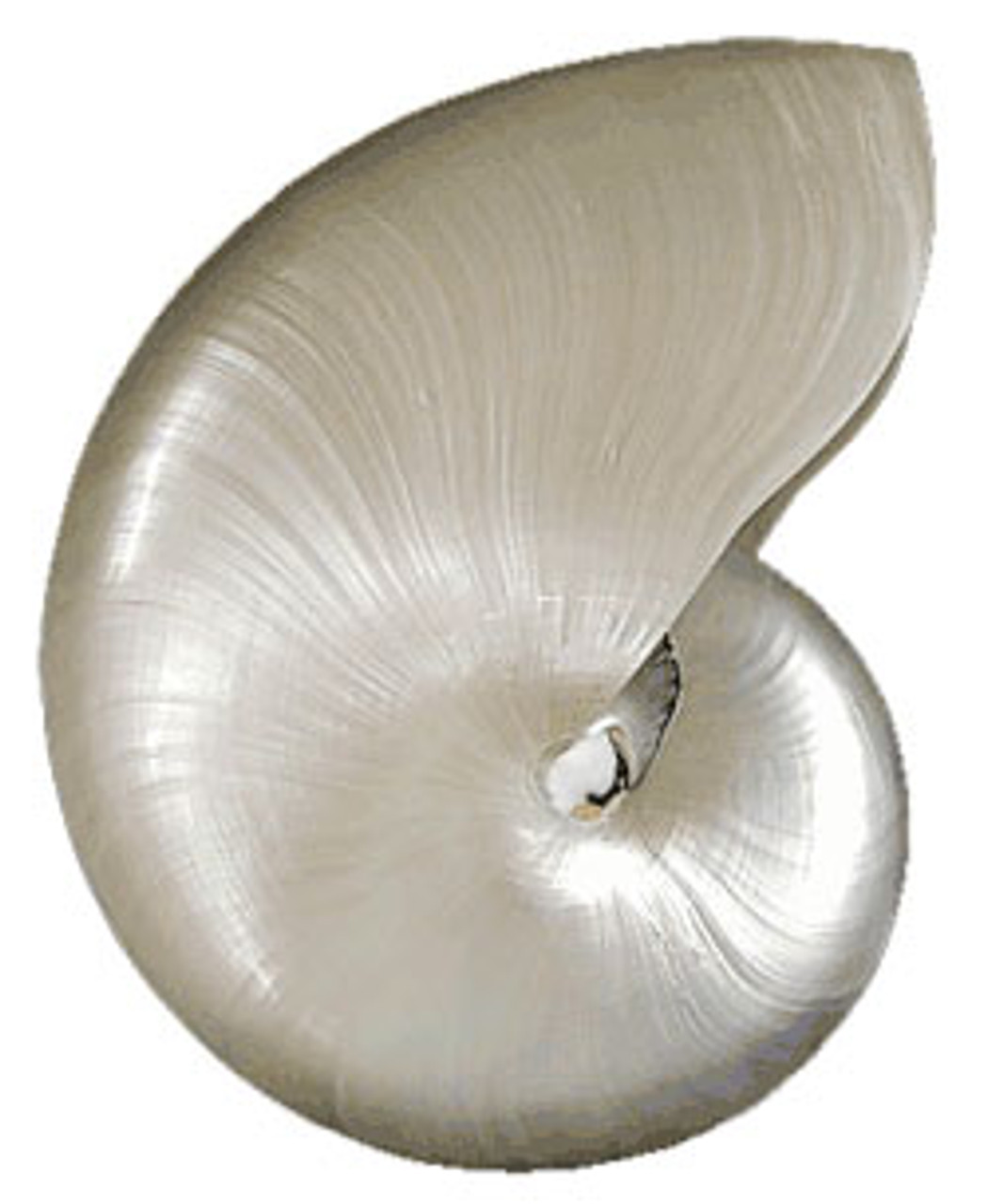 Pearl Nautilus Seashells Nautiloid Large Sea Shells California Seashell Company Pearl Nautilus Seashells Nautiloid Large Sea Shells California Seashell Company