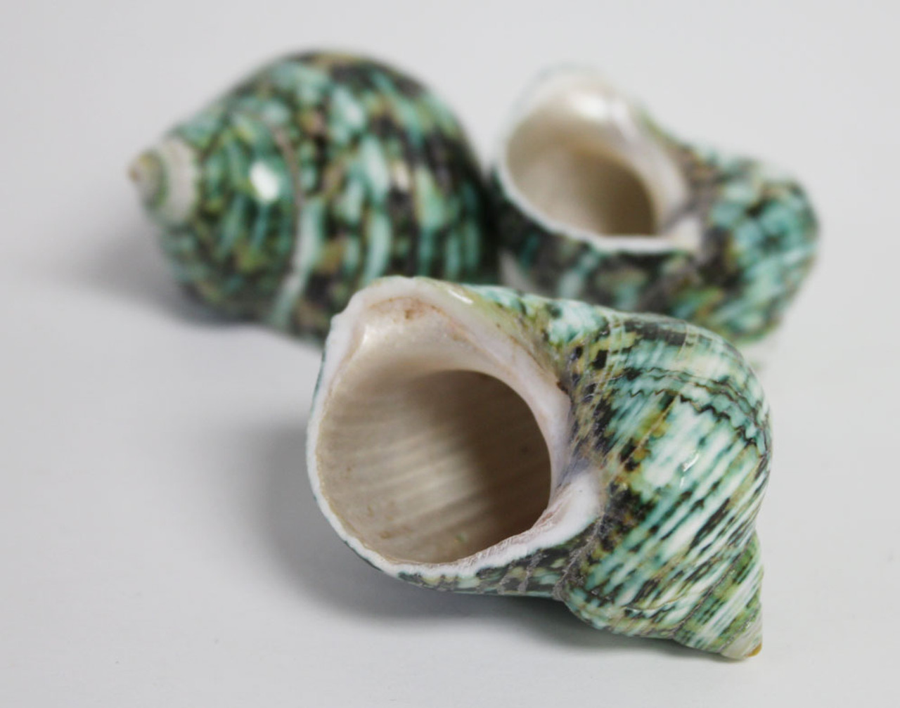 Jade Green Turbo Sea Shells Turbo Brunneus (10 shells approx. 1-2 inches)  Natural Green Shells for Hermit Crab Home, Display & Collecting!