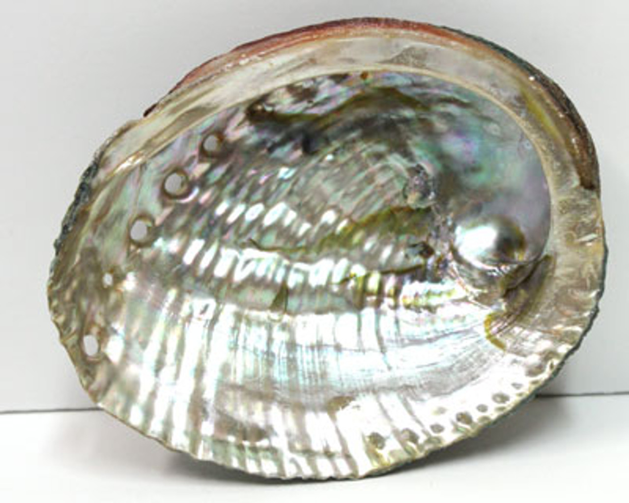 Green Abalone Seashell Resin Trinket Dish