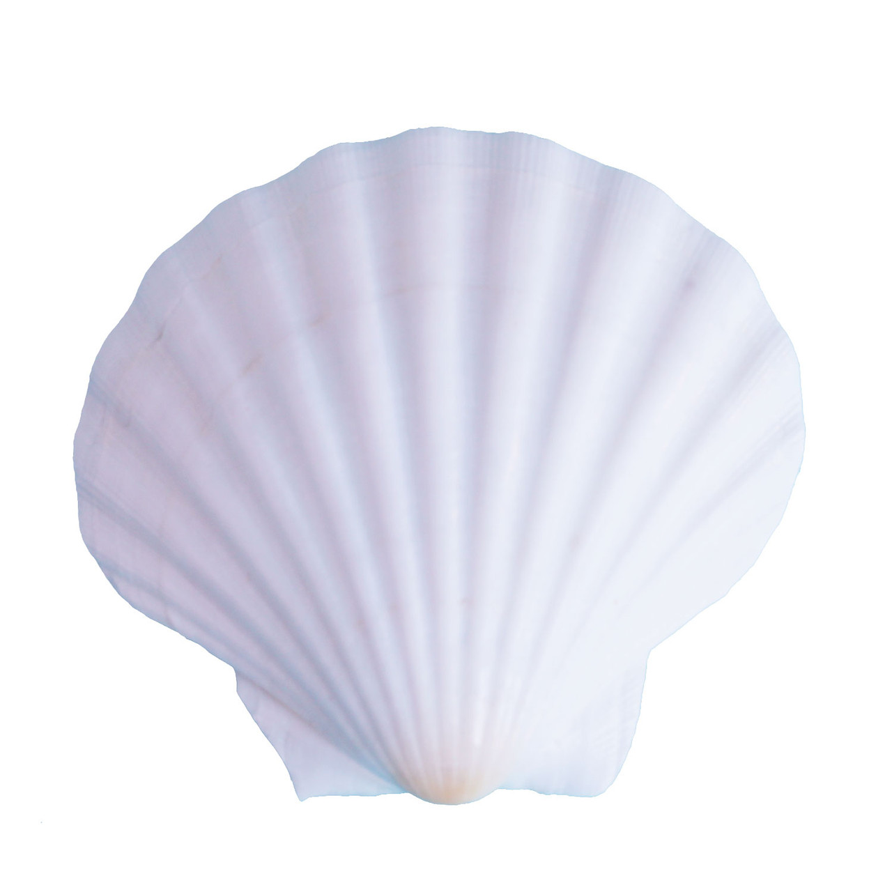 White Irish Scallop Seashells - White Pectin Shells - Beach Wedding Decor