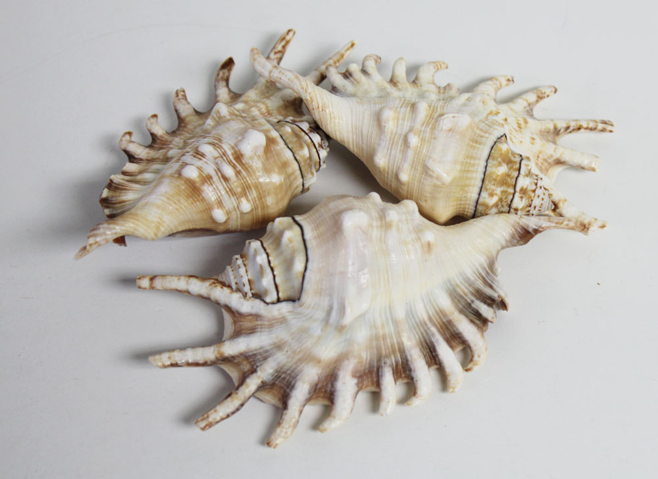 Lambis Natural Sea Shell - Luxe Coastal Home