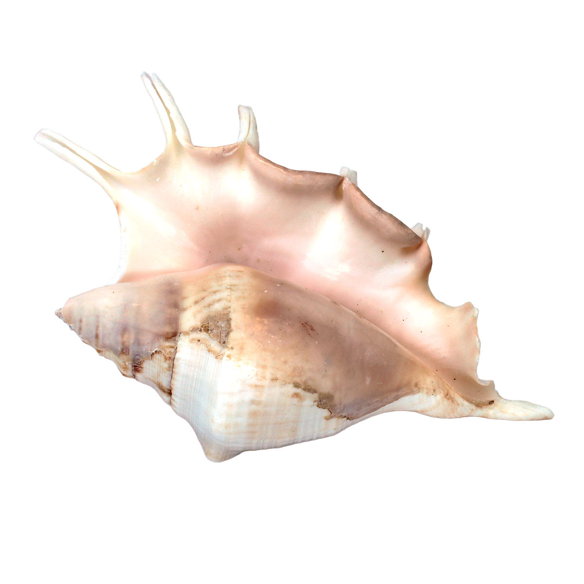 Lambis Lambis Seashell - Spider Conch Shell - Medium Seashells