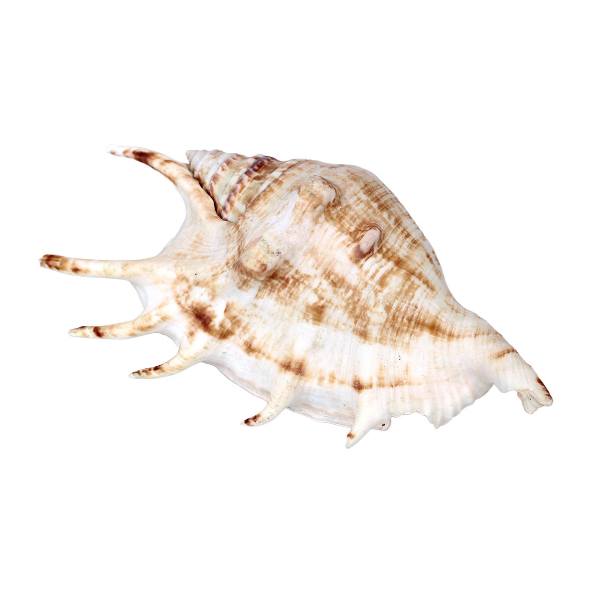 Lambis Lambis Seashell - Spider Conch Shell - Medium Seashells