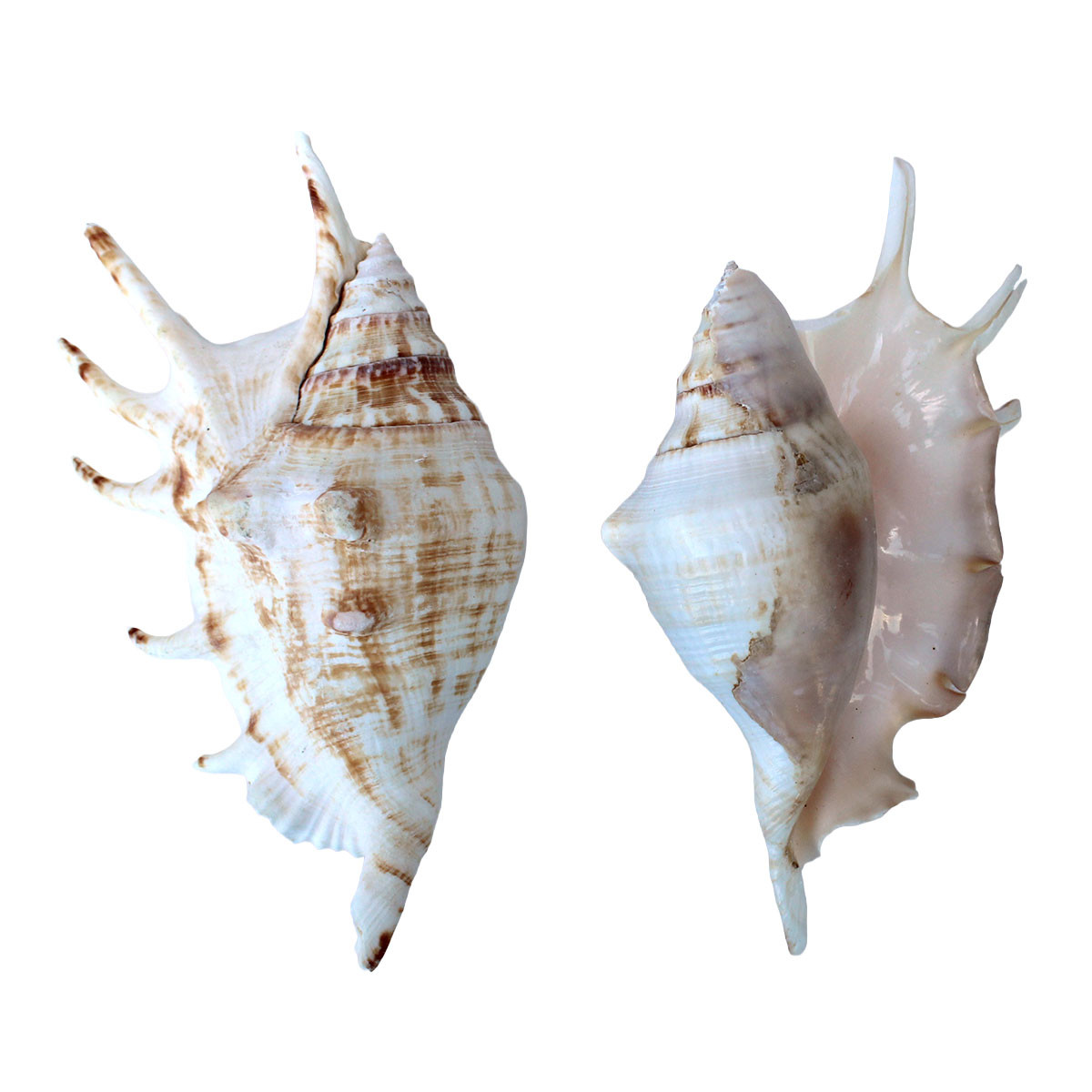 Lambis Lambis Seashell - Spider Conch Shell - Medium Seashells