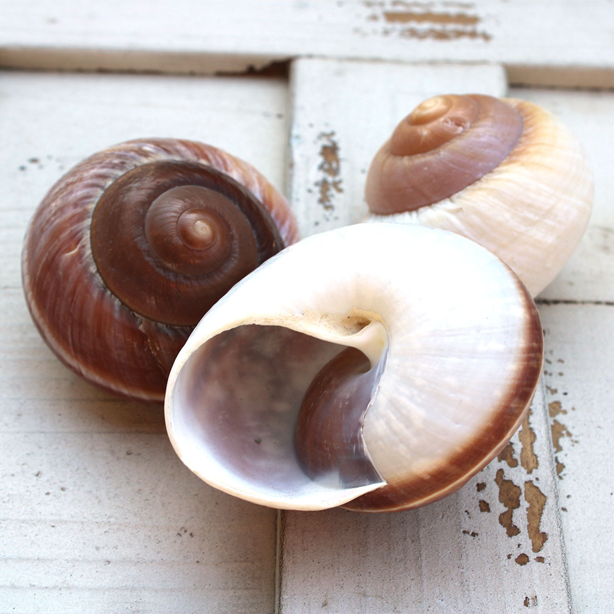 Mountain Land Snail Shell - California Seashell Company