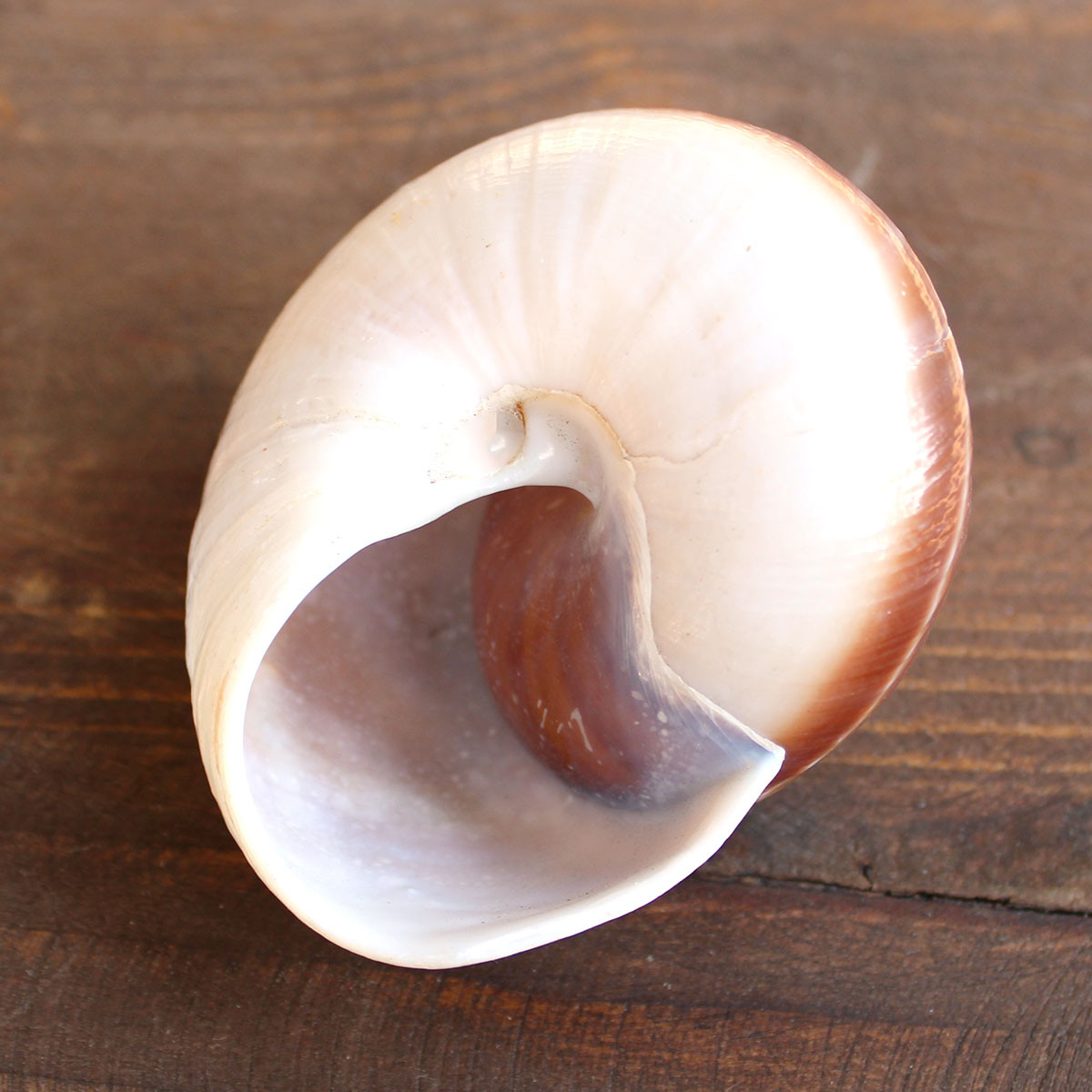 Mountain Land Snail Shell - California Seashell Company