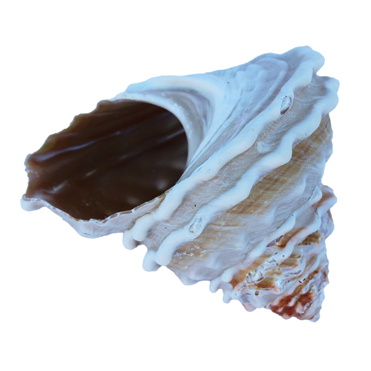 Large Wavy Top Turbo Seashells - Wedding Shells - California Seashell ...