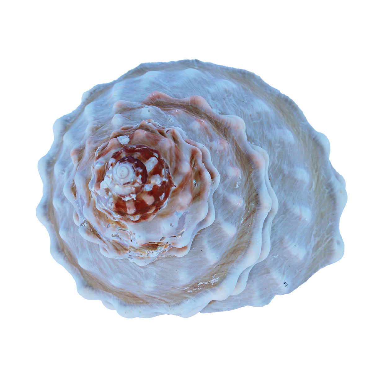 Large Wavy Top Turbo Seashells - Wedding Shells - California Seashell ...