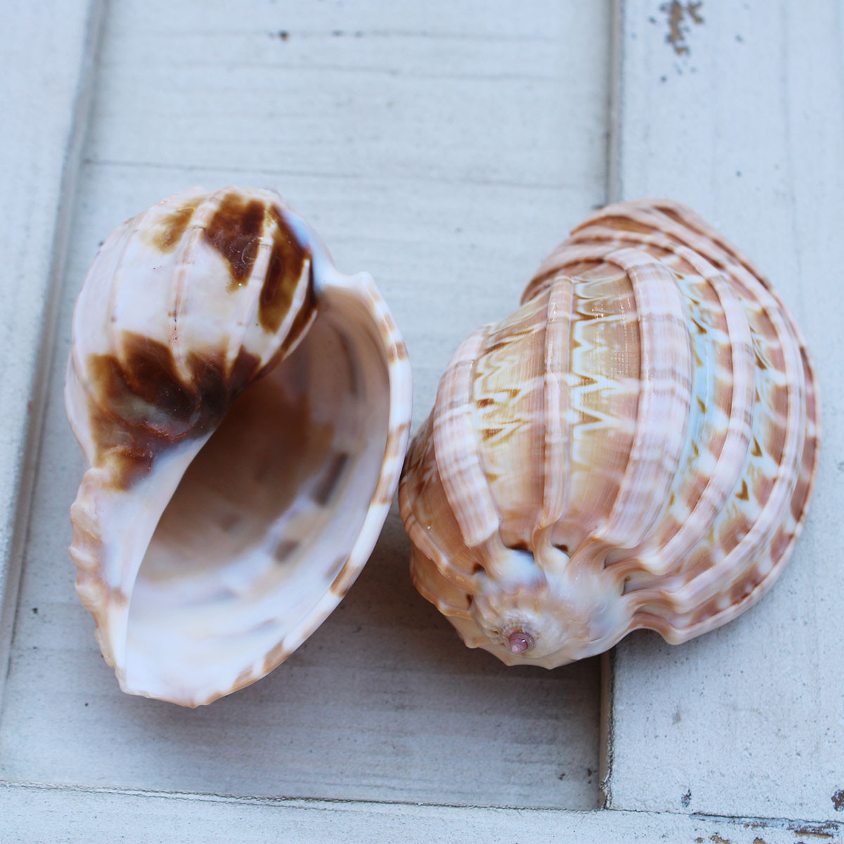 Turtle Shell Harp Harpa Davidis Seashells - Small Harp Shells - California Seashell Company
