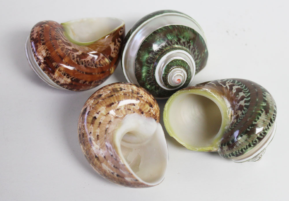 Banded Tapestry Turban Shell - Turbo Petholatus Seashells