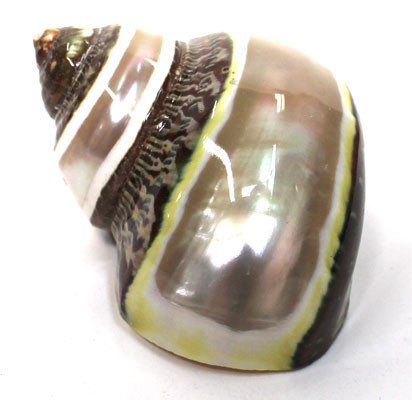 Banded Tapestry Turban Shell - Turbo Petholatus Seashells