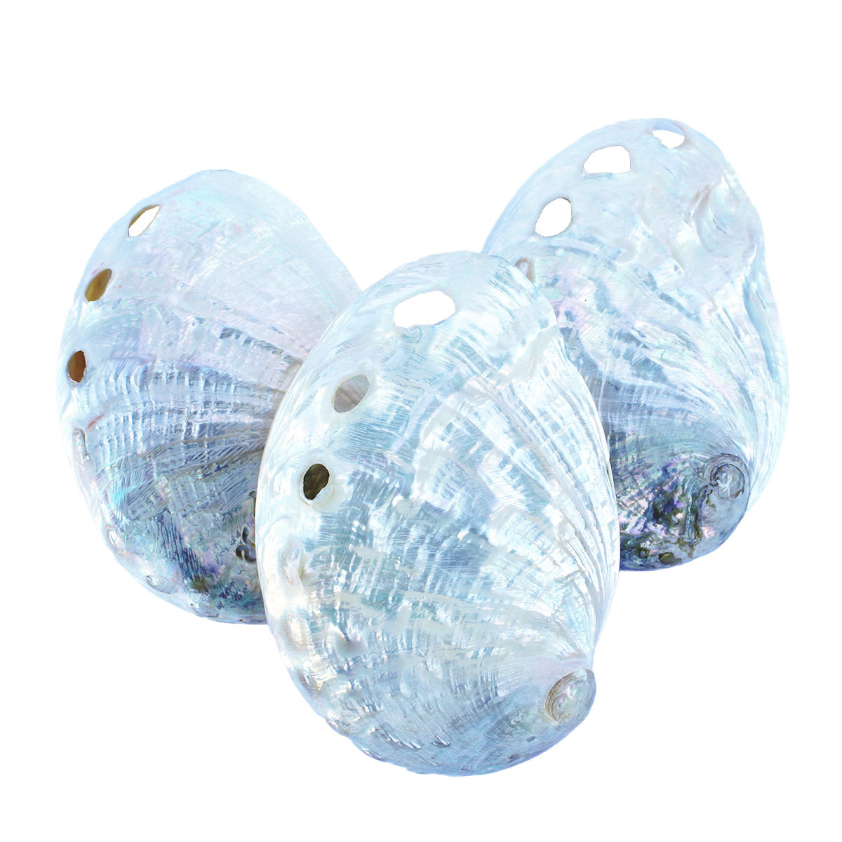 Polished Pearl Abalone Shells - Wedding Shells - California Seashell ...