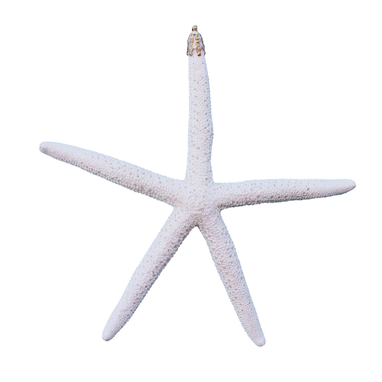 White Finger Starfish & White Sand Dollar Collection