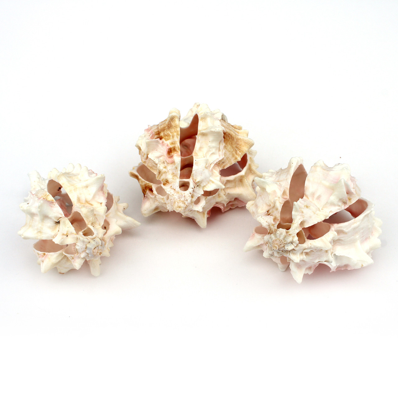 Muti-Cut Pink Murex Seashells - Sliced Craft Shells - California