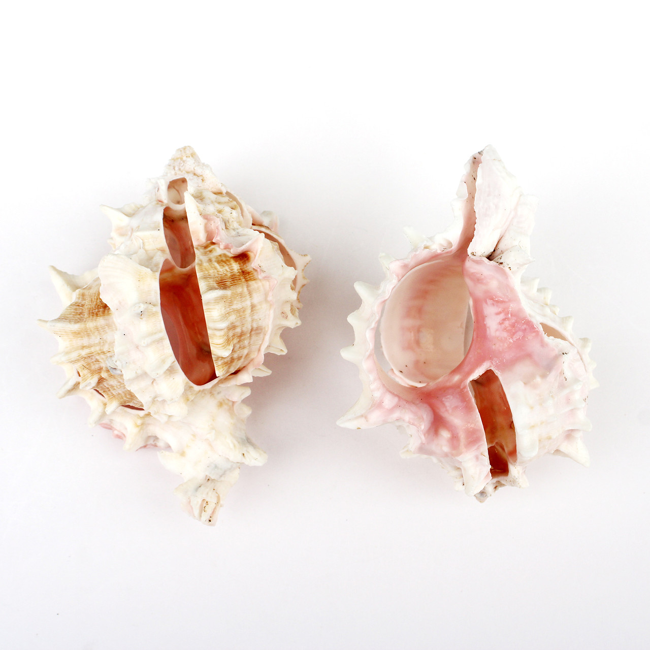 Muti-Cut Pink Murex Seashells - Sliced Craft Shells - California
